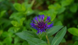 洋绣球花怎么种植？学会这些方法，花开满枝头！