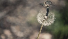 想种菩提树？从选种到养护的步骤都在这！