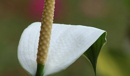 想种矢车菊？矢车菊种子怎么种植看这里！