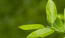 芒果树怎么种植？新手也能轻松学会的种植技巧！