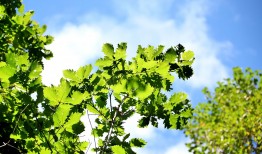 芝麻盆栽怎么种植？新手也能学会的种植技巧！