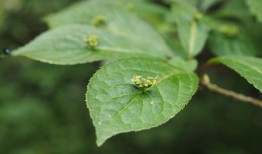 白蒿怎么种植？老农手把手教你种植技术！