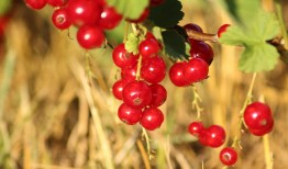 家里想种枸杞？枸杞子树怎么种植一点都不难！