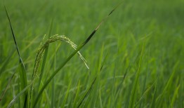 种植丹参怎么样？经济效益和种植技巧分析！