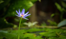 白芨种植怎么样？这几个常见问题帮你解答！