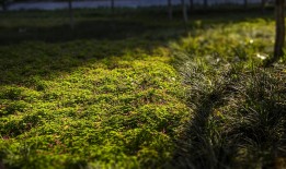 小植栽怎么种植？这篇教程让你变绿植达人！