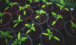 芍药怎么种植视频？老花匠分享详细种植方法！