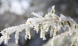 白发藓怎么养才好？这几个步骤教你怎么种植白发藓！