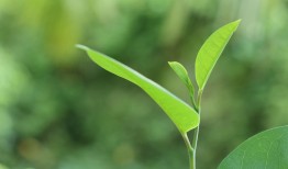 国槐种子怎么种植？超详细的种植教程来了！