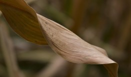 芋头花怎么种植？从选种到收获的超全攻略！