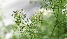 冬天想种草莓怎么办？掌握这些要点轻松种植！