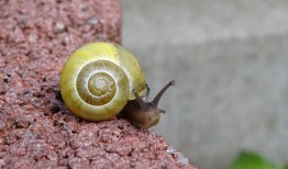 花种子种土里怎么种植？手把手教你轻松种花！