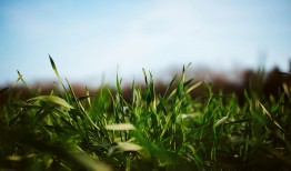 菊花种植怎么移盆？老花匠手把手教你操作！