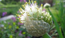 水仙花土培怎么种？新手也能轻松学会的方法！