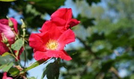 菊花是怎么种植的？手把手教你种出漂亮菊花！