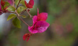 想种桂花不知道怎么下手？桂花籽怎么种植看这里！