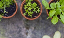 芥菜怎么种植？手把手教你种出鲜嫩的芥菜！