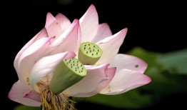 菊花是怎么种植的？手把手教你种出漂亮菊花！