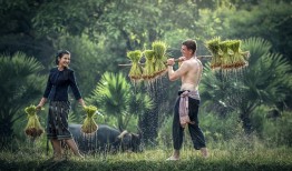 想种水稻但是没经验怎么办？种植水稻怎么样？