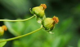 红豆怎么种植产量高？这些方法值得一试！