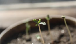 向日葵子怎么种植？新手也能学会的种植技巧！