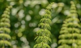 种植菊花怎么样？详细步骤和注意事项！