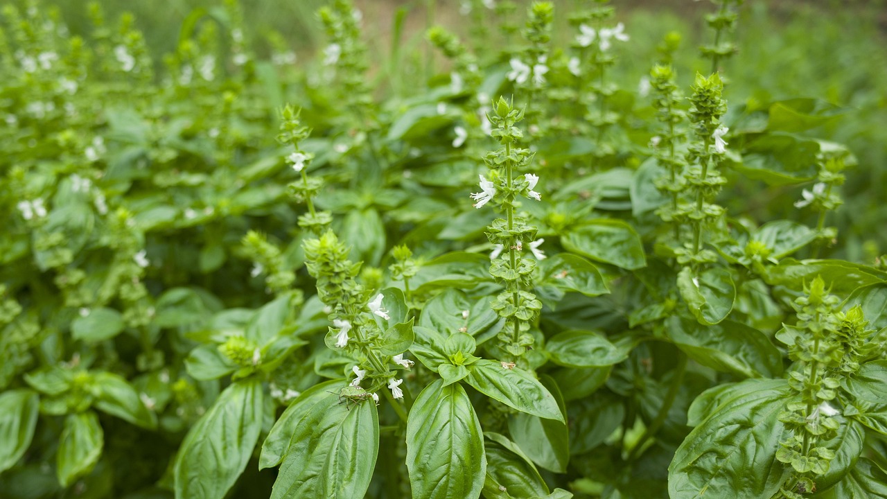 阳台韭菜怎么种植和管理？看完这篇你就全明白了！