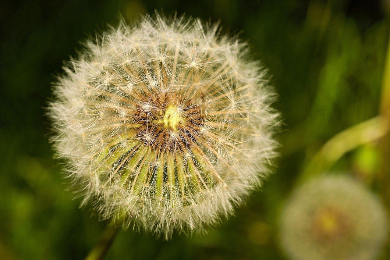 枸杞芽菜怎么种植？老农教你几招简单实用！