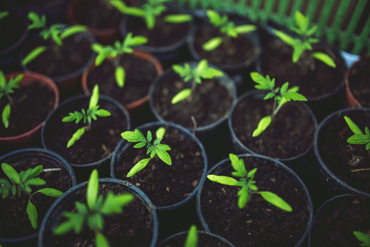 小香葱怎么种植方法？新手也能学会的家庭种植技巧！