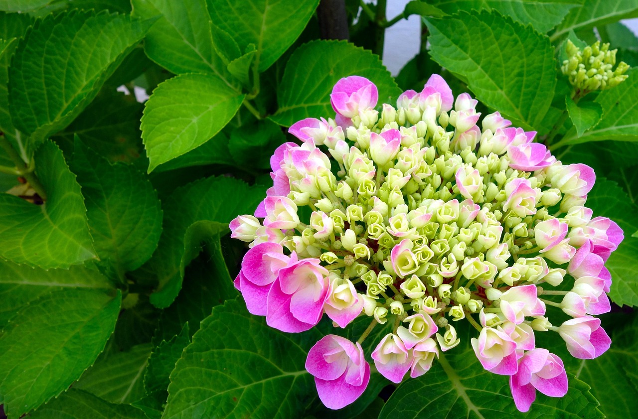 茉莉花怎么养才开花多？老花匠教你几招！