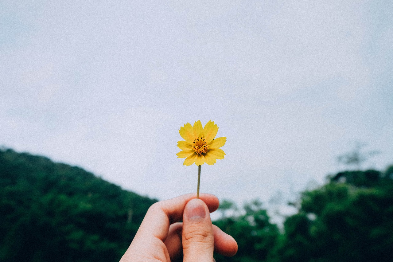 西米怎么种植？从零开始教你种出好吃的西米！