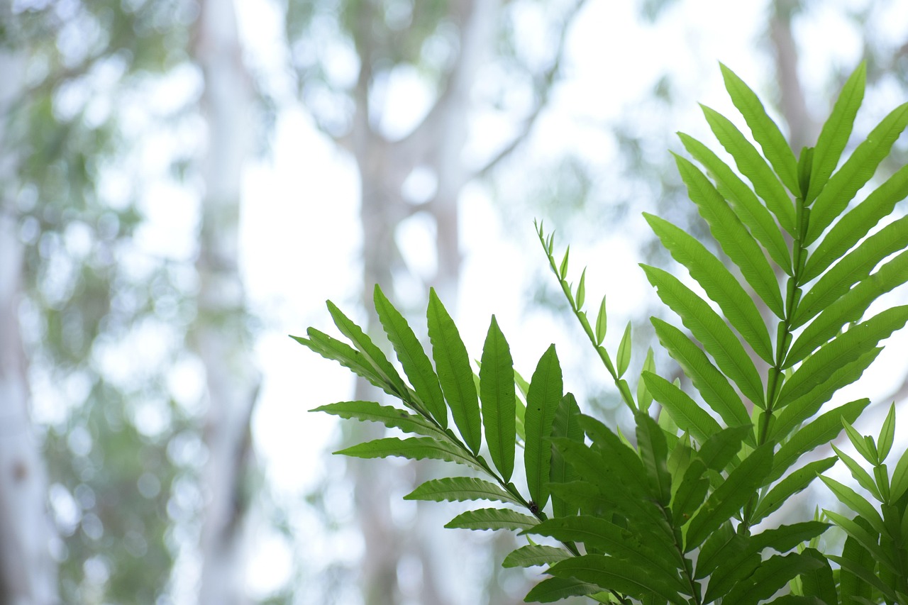 大蒜苗怎么种植长得快？这些方法一定要试试！