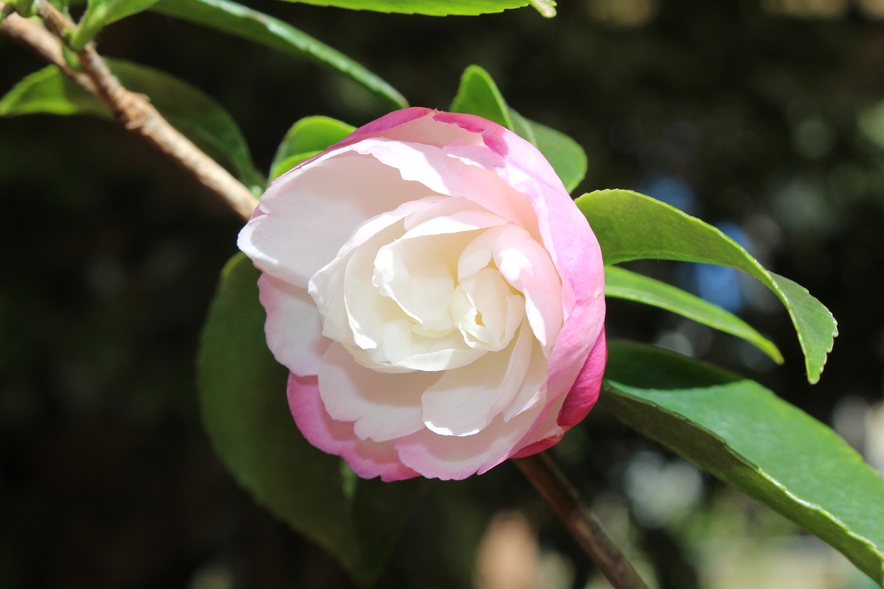 山茶花的种子怎么种植方法？新手也能学会的步骤！