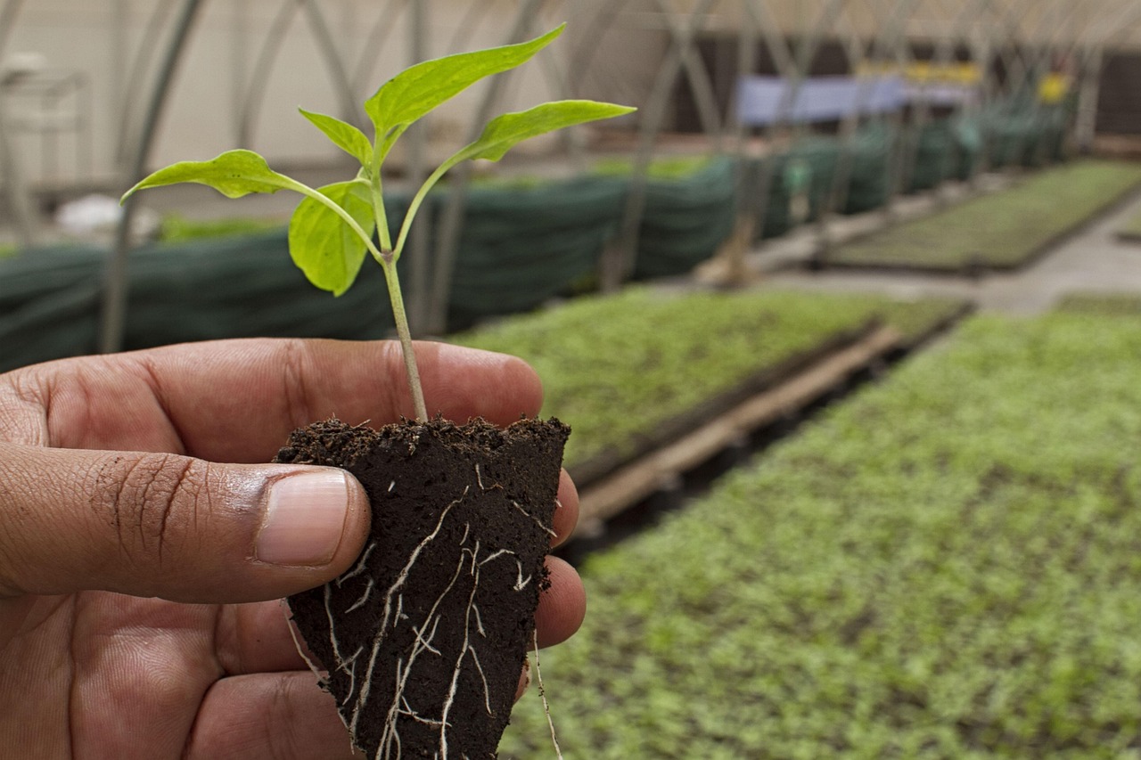 蔬菜种植怎么去虫？老菜农教你几招轻松搞定！