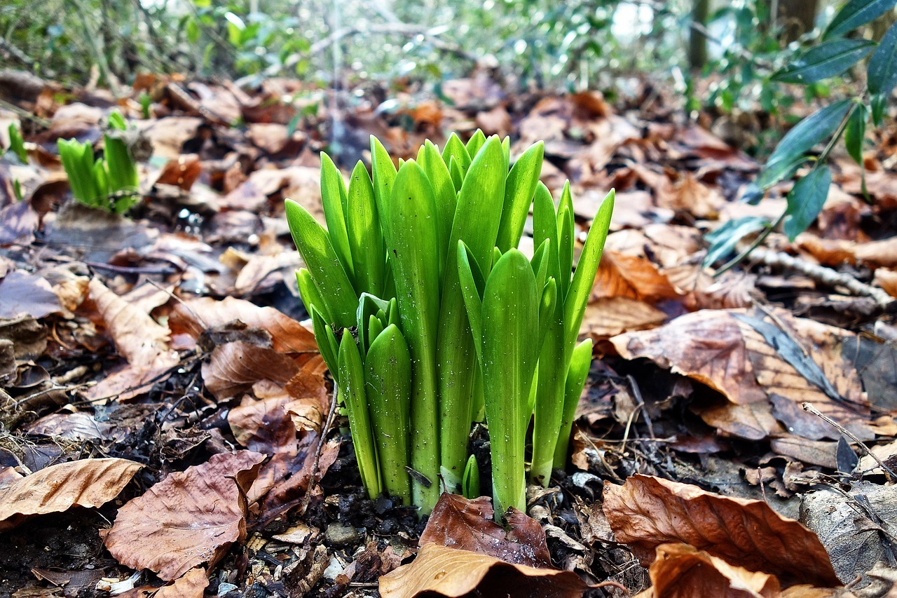 石斛怎么种植在树桩上？这几个技巧要知道！