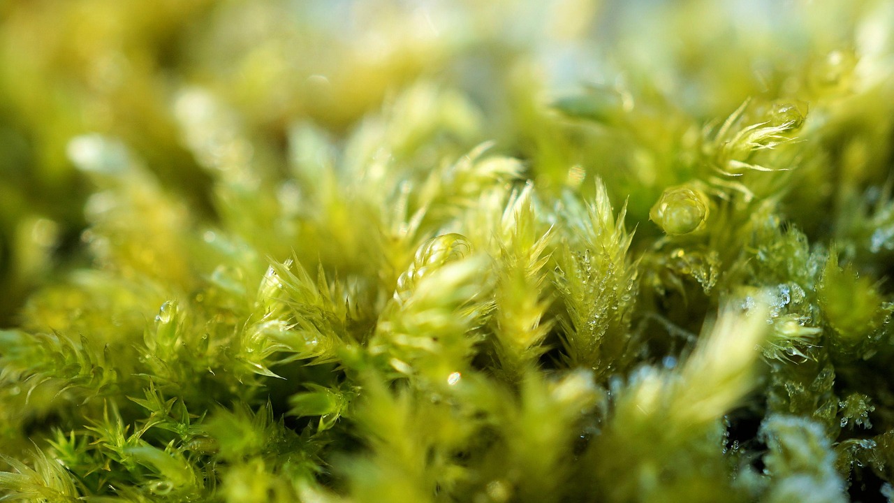 白芷种植怎么样？这几个方法帮你提高产量！