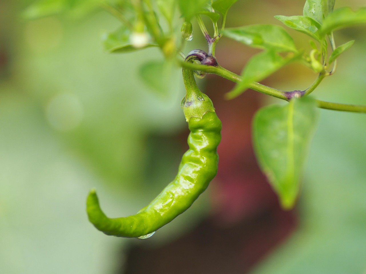 血参是怎么种植的？从选种到收获的详细教程！