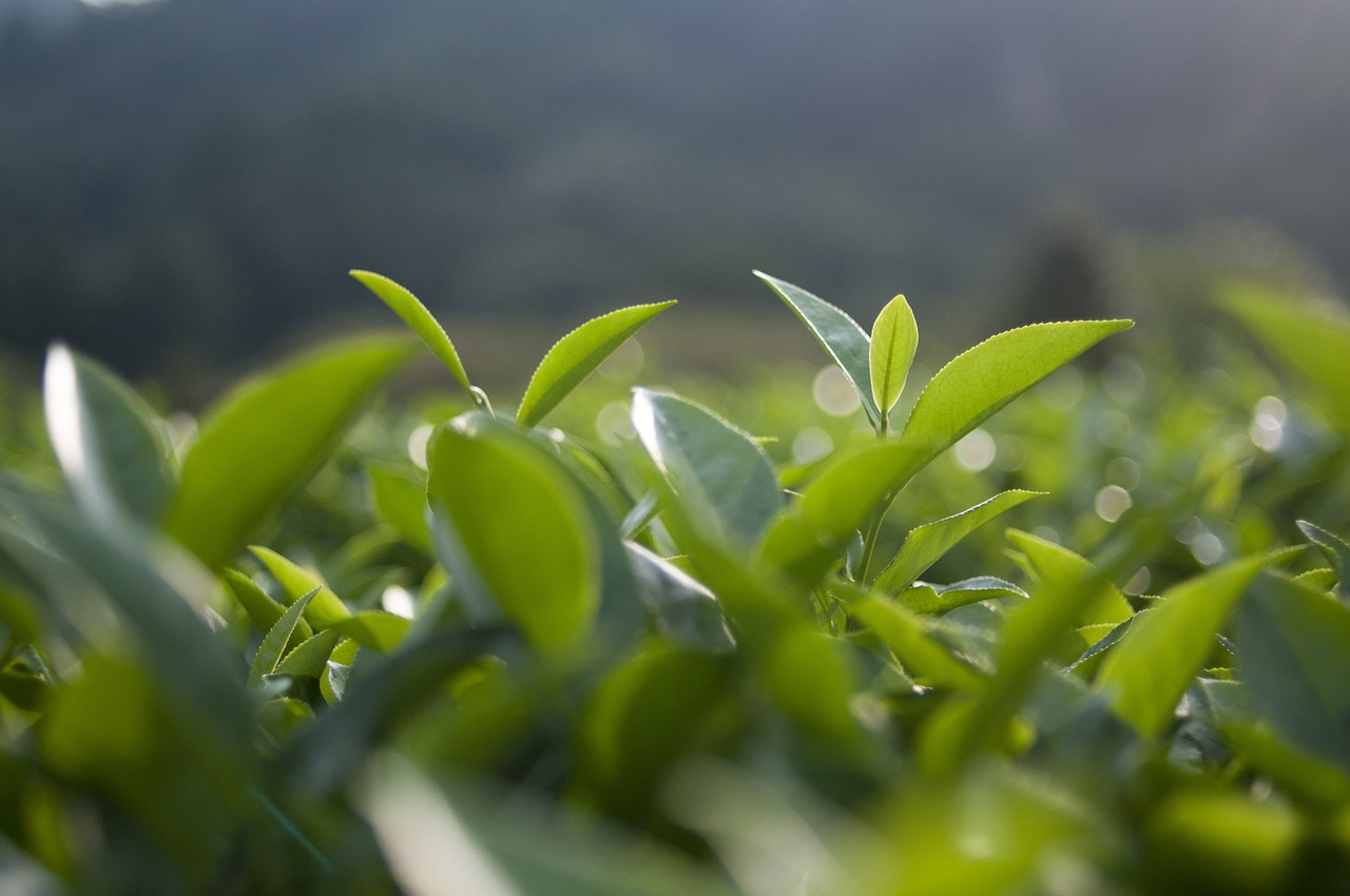 怎么种植水葫芦？这几个步骤让你快速上手！