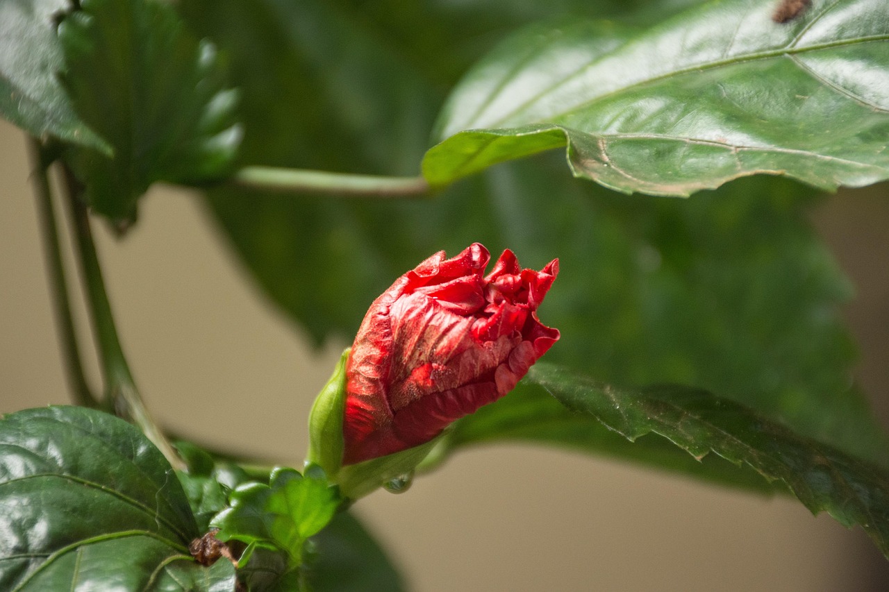 石榴花怎么种植才好看？几个技巧让你轻松搞定！