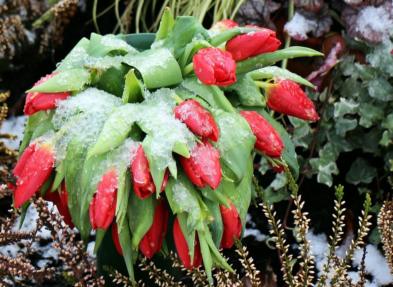 冬天怎么种植室内盆栽？这几种花卉冬天养护指南！