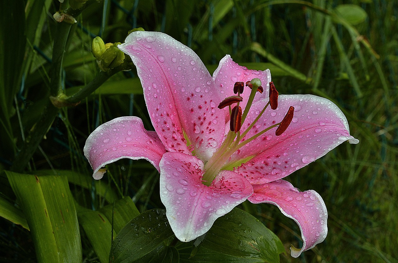 黄天霸百合花怎么种植？园艺老手教你轻松搞定它！