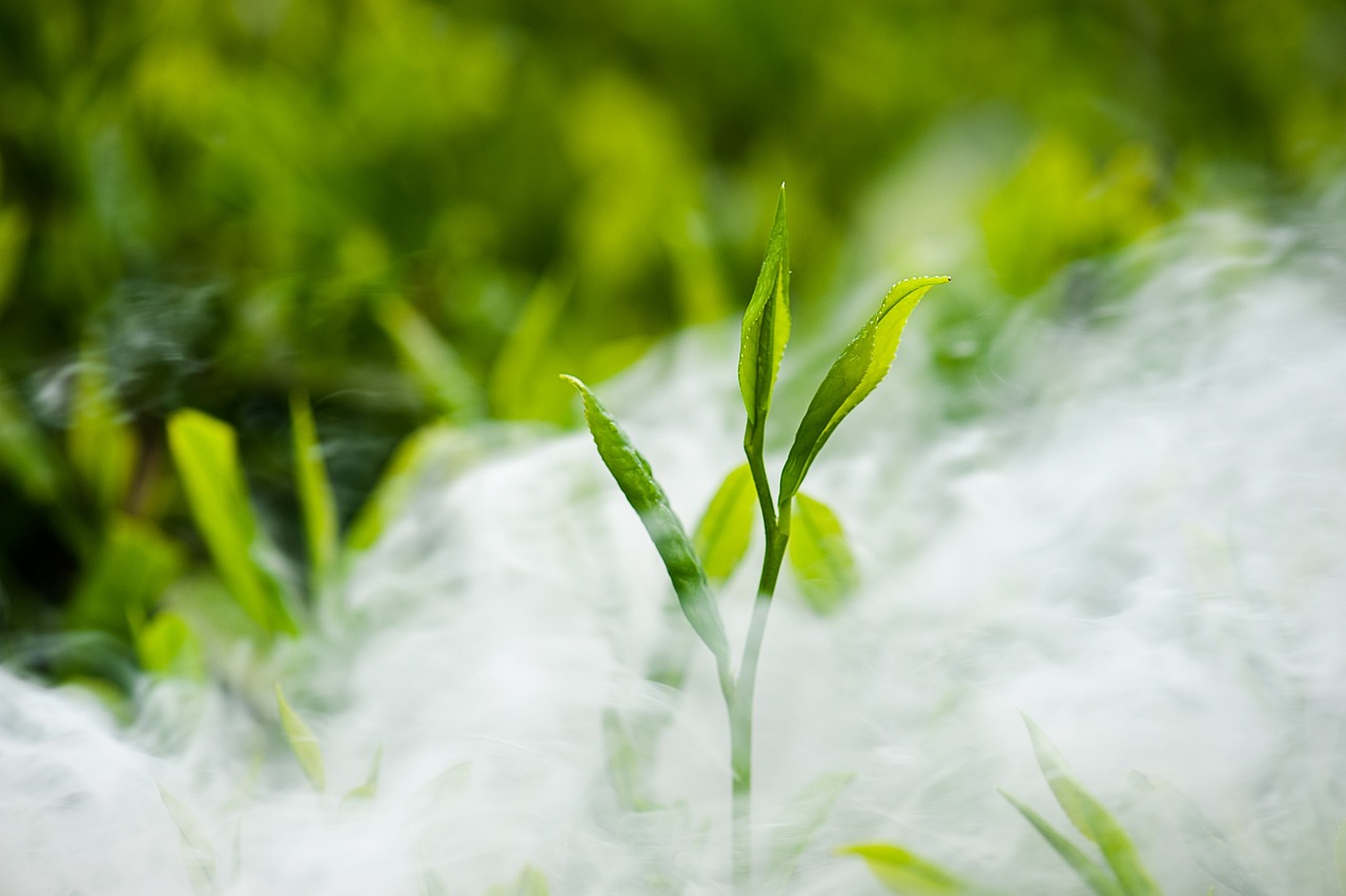 大蒜籽发芽了怎么种？老农分享简单实用的技巧！