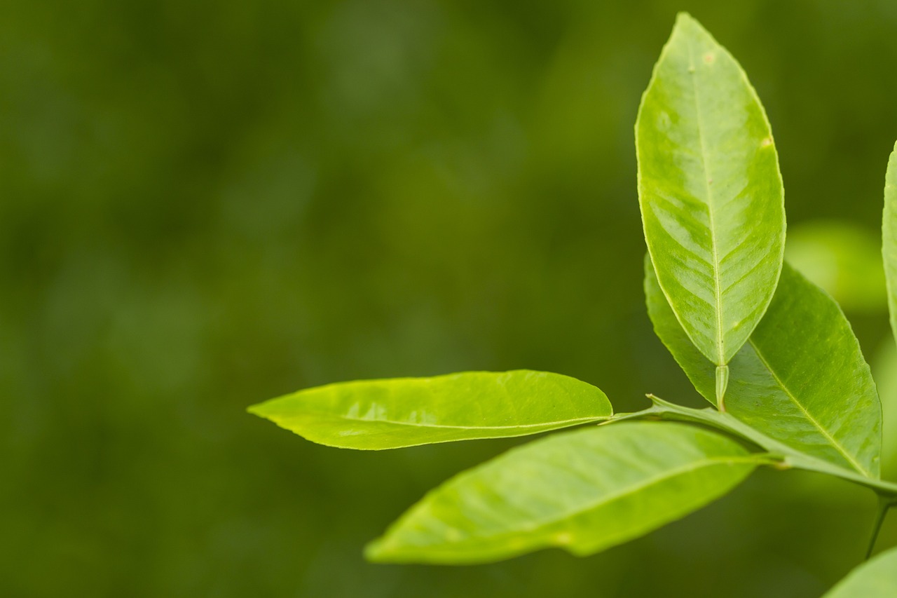 芒果树怎么种植？新手也能轻松学会的种植技巧！