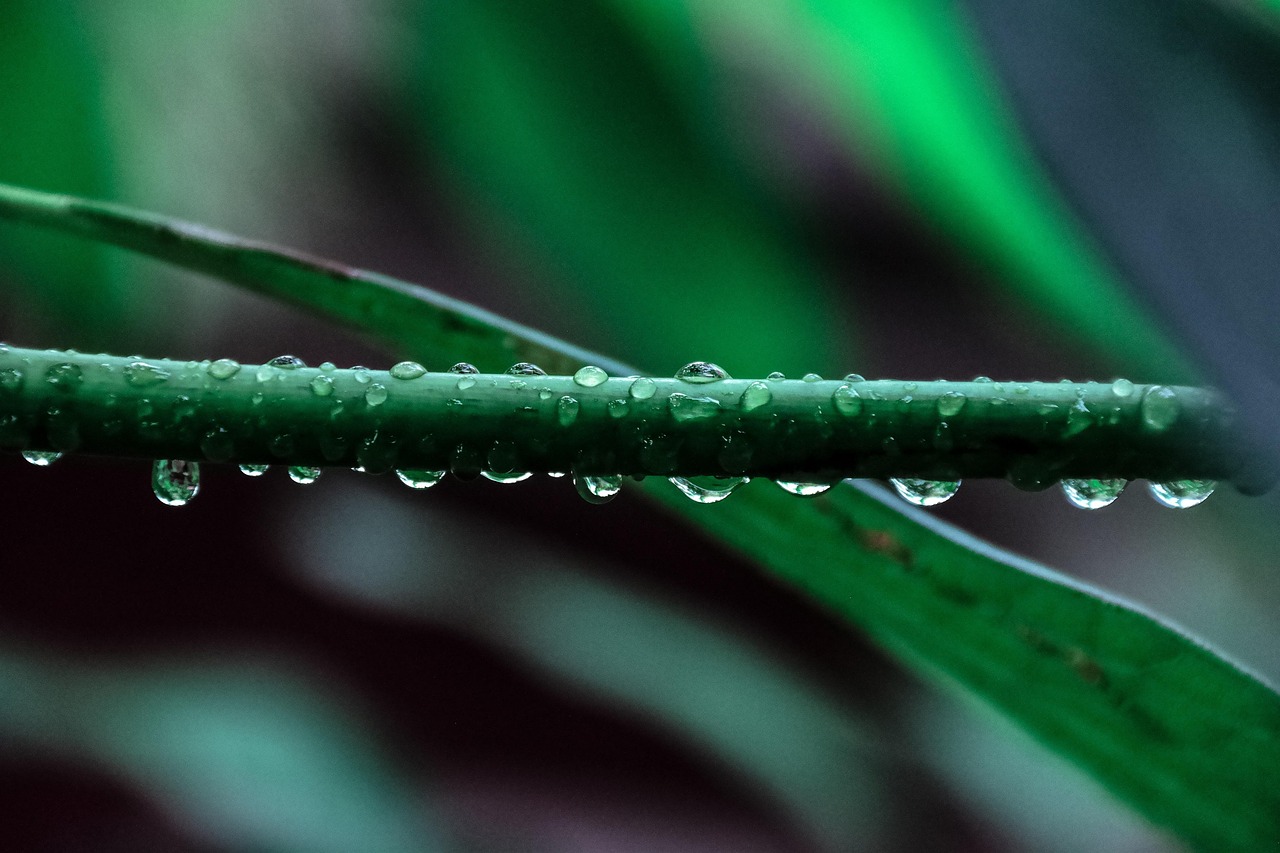 水草矮珍珠怎么种植？新手也能学会的养殖方法！