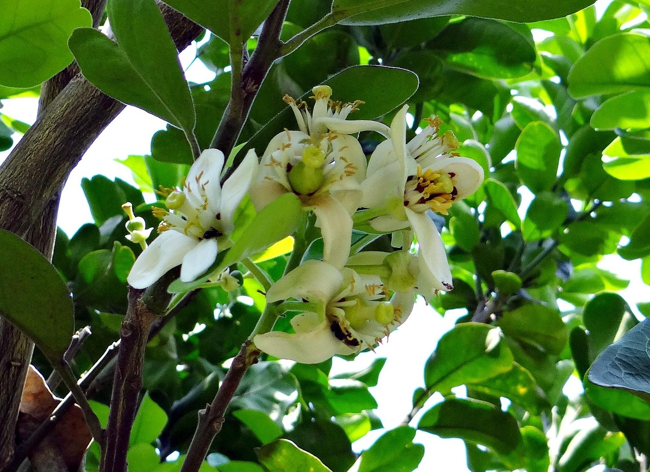 冬天怎么种植蔬菜？教你几招在家也能种好菜！