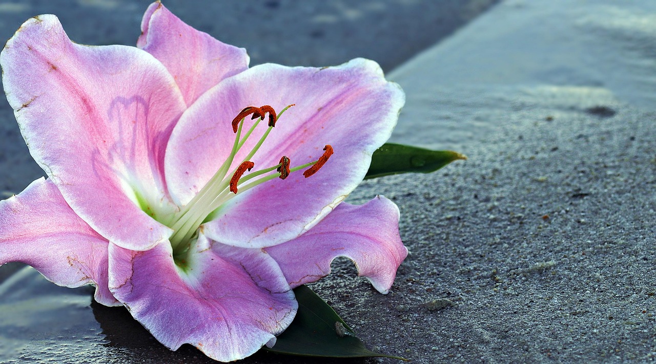 想种百合花？海妈教你从零开始，简单易学！