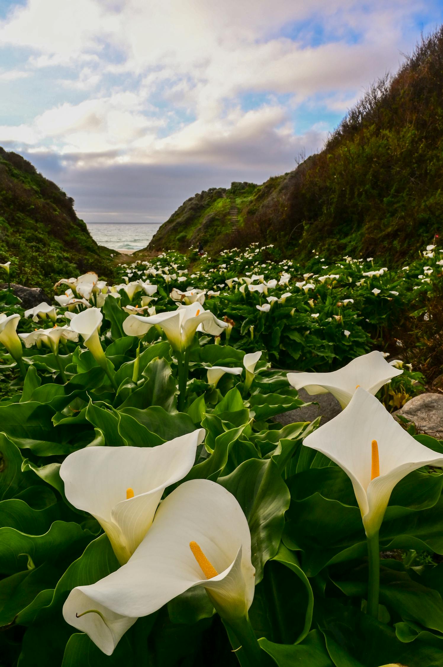 想种百合花？海妈教你从零开始，简单易学！