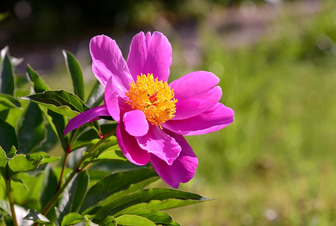 野生枸杞的种植方法有哪些？这篇给你讲清楚！