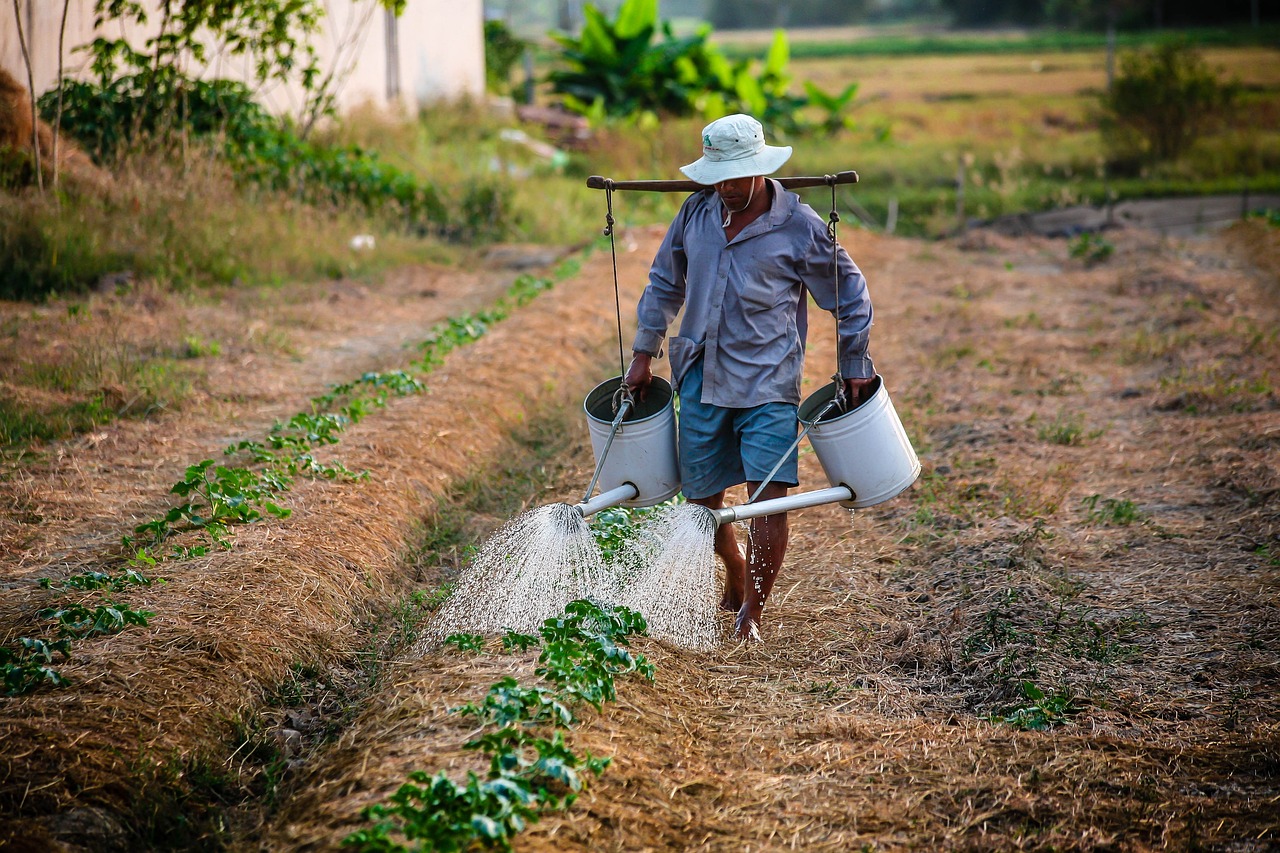 玉米怎么种植的？农村老把式教你种玉米！