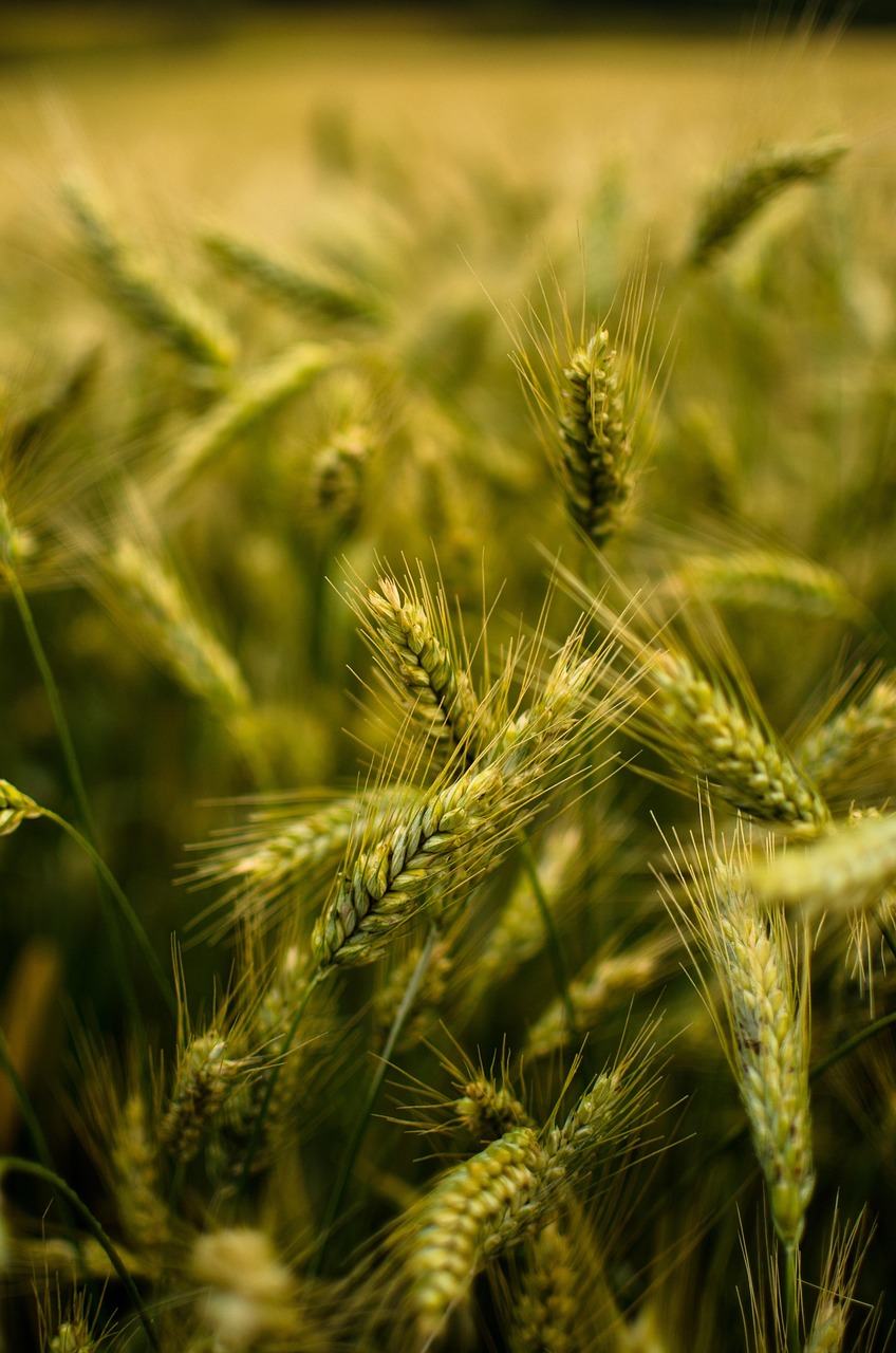 莫斯怎么种植成活率高？手把手教你养莫斯！